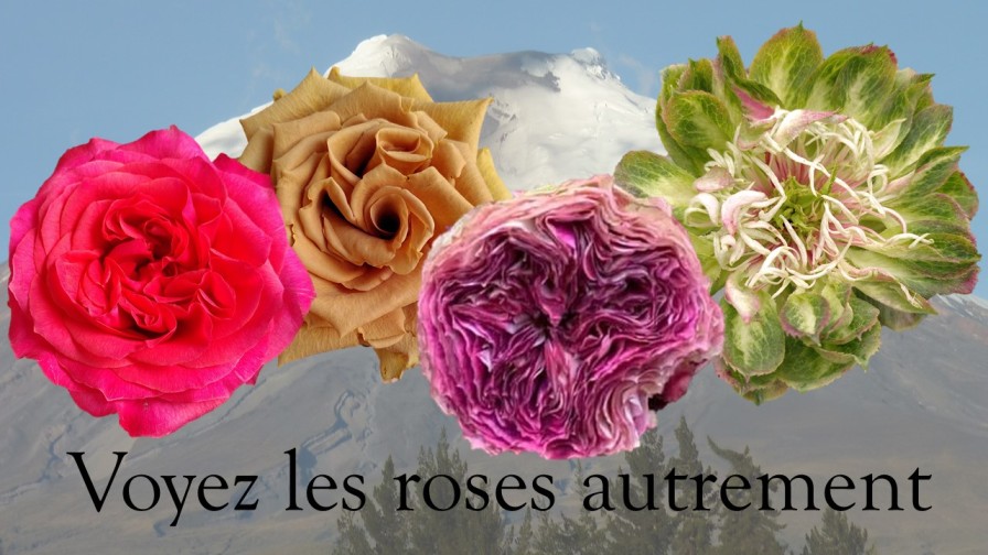 Voyez les roses autrement